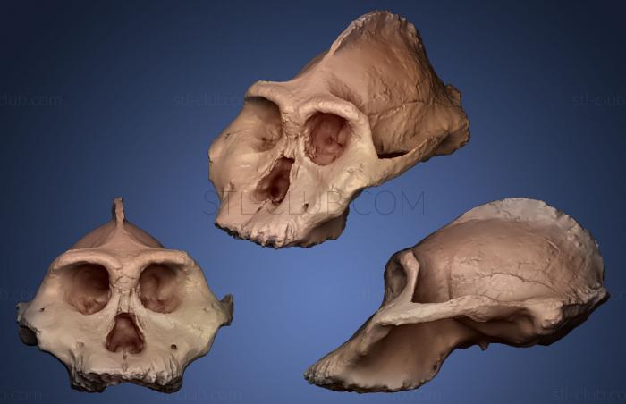 3D модель Paranthropus Aethiopicus череп (STL)