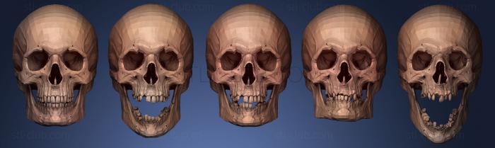 Анатомия скелеты и черепа Различные мужские черепа