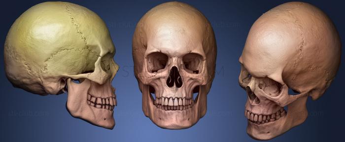 3D модель Высокополигональная скульптура черепа (STL)