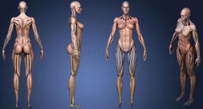 3D модель Высокодетализированные Человеческие Мышцы Женского Пола (STL)