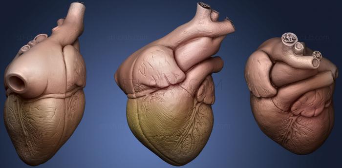 3D модель Человеческое сердце в Натуральную величину (STL)