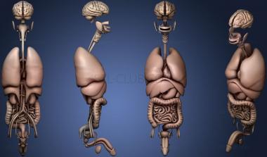 3D модель Система внутренних органов человека (STL)