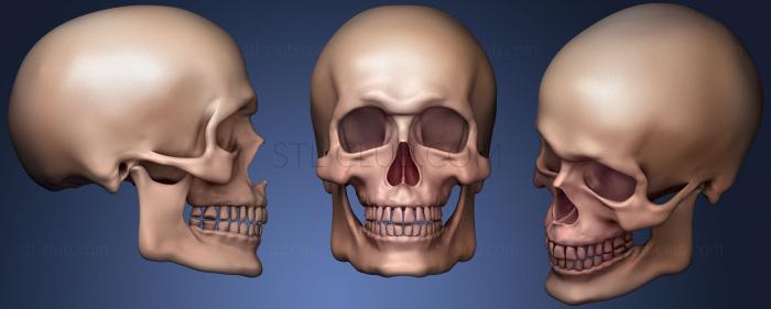 Человеческий Мужской Череп для рисования ссылка 2