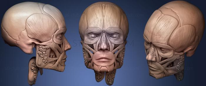 Анатомия скелеты и черепа Мужская лицевая мышца Ecorche