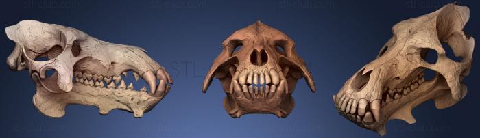 3D модель Череп Daeodon Shoshonensis Entelodonte (STL)