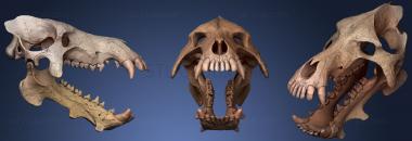 3D модель Череп Daeodon Shoshonensis Entelodonte 2 (STL)