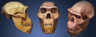 3D модель Череп Homo Erectus Dmanisi (STL)