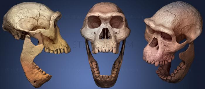 Анатомия скелеты и черепа Череп Homo Erectus Dmanisi39