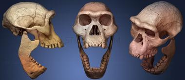 3D модель Череп Homo Erectus Dmanisi39 (STL)