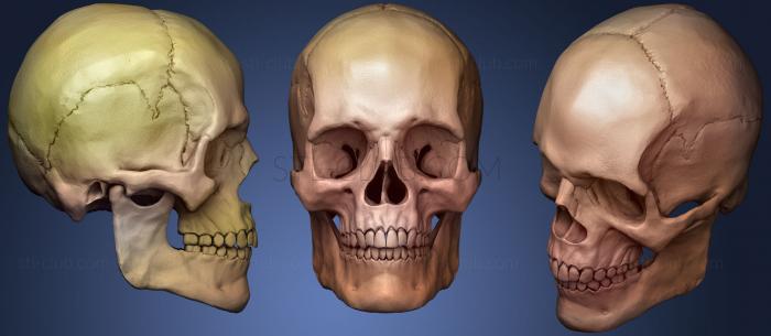 3D модель Leowcorrea 01 Человеческий череп (STL)