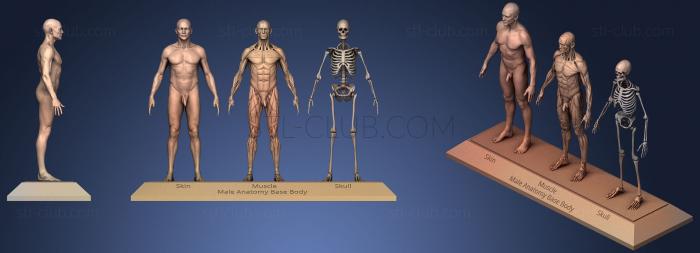 3D модель Основа мужской анатомии Тела (STL)