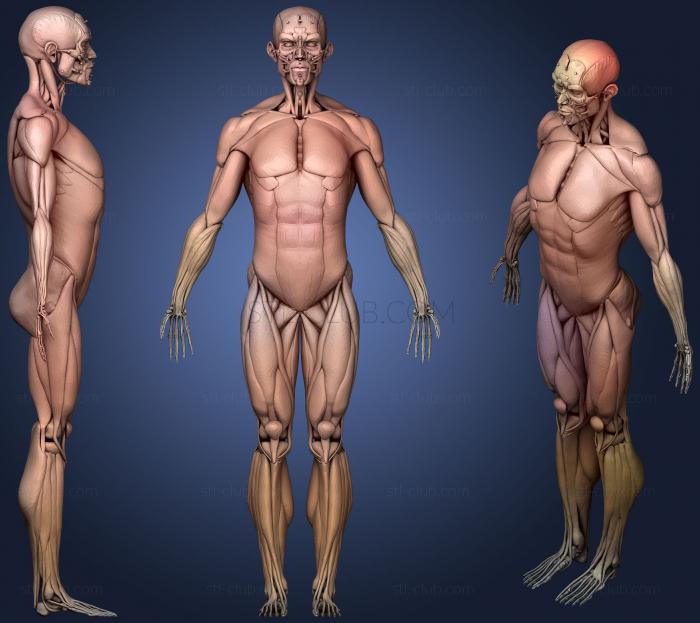 Анатомия скелеты и черепа Мышечная система мужского тела