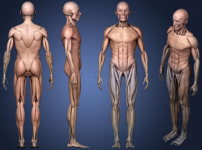 Анатомия скелеты и черепа Упрощенная мужская мышечная система