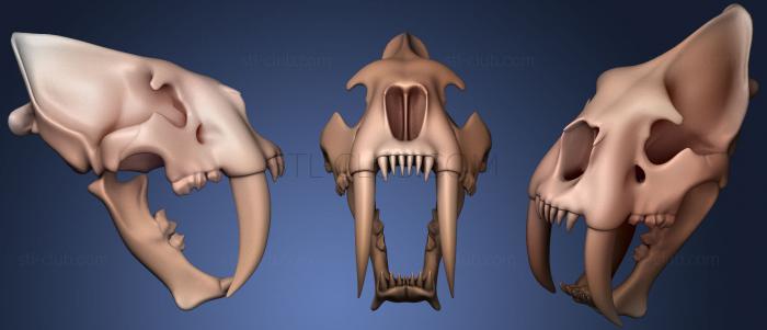 3D модель Череп Популяции смилодона (STL)