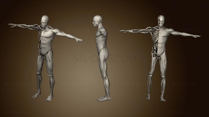 3D модель  Вскрытие человеческого Тела (STL)