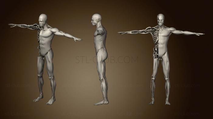 3D модель Анатомия Анимация Вскрытия человеческого Тела приседания (STL)