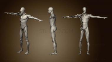3D модель Анатомия Анимация Вскрытия человеческого Тела приседания (STL)