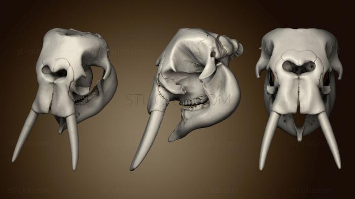 3D модель Череп животного 02 005 (STL)