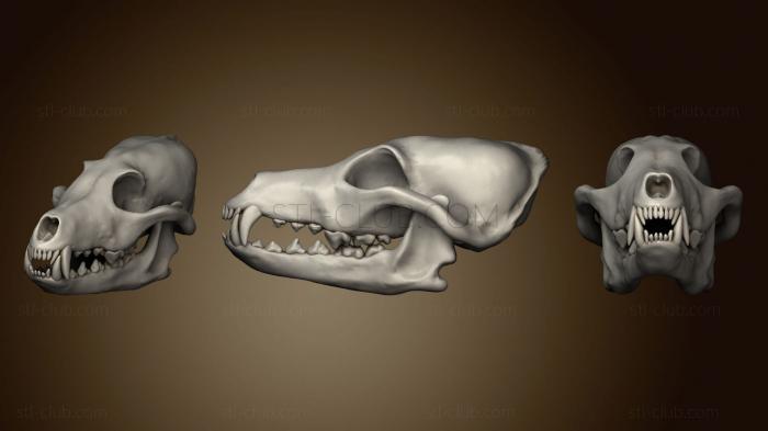 3D модель Перезагрузка собачьего черепа 2 2 (STL)