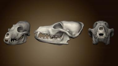 3D модель Перезагрузка собачьего черепа 2 2 (STL)