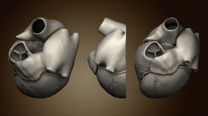 3D модель Сердце хорошего разреза 1 567 (STL)