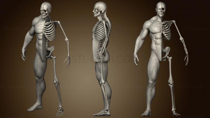 3D модель Высокодетализированный Человеческий Скелет Мужского Пола (STL)