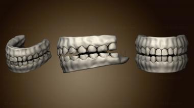 3D модель Высокодетализированные Человеческие Зубы (STL)