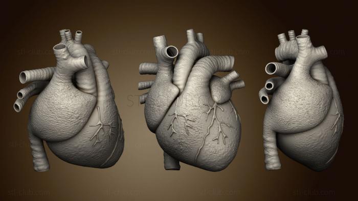 3D модель Человеческое Сердце (STL)