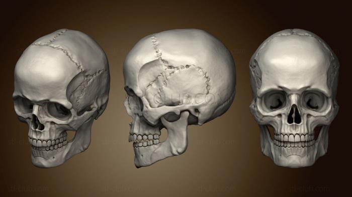 3D модель Человеческий Мужской Череп (STL)