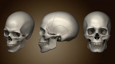 3D модель Человеческий череп для Художника (STL)