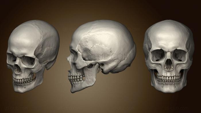 3D модель Человеческий Череп С высокой детализацией (STL)