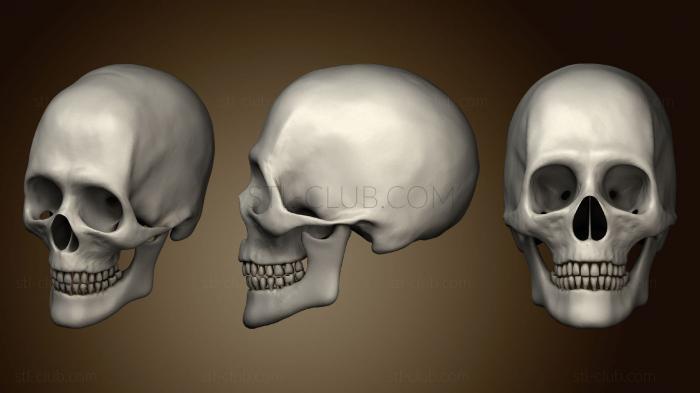 3D модель Человеческий Череп 2 (STL)