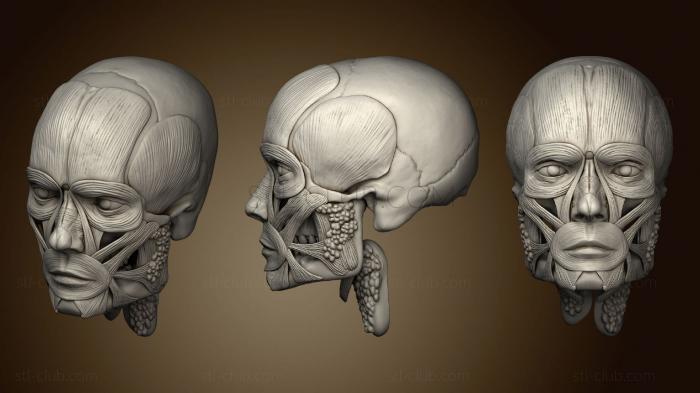 3D модель Мужская Лицевая Мышца Ecorche (STL)