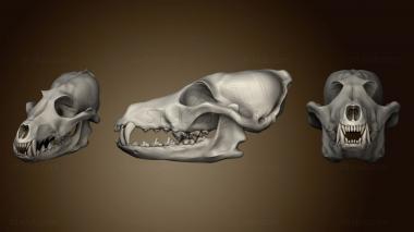 3D модель Череп Собаки эпохи неолита 2 (STL)