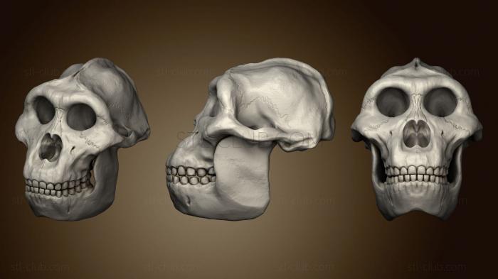 3D модель Парантроп Босей 2 (STL)