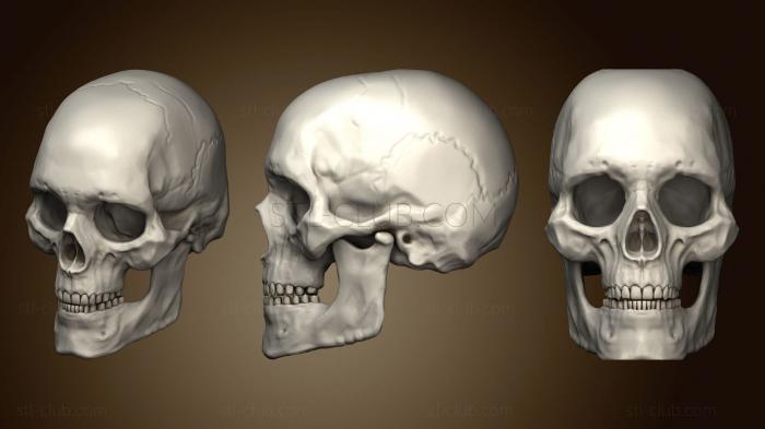 Череп Взрослого Мужчины Человека 2 2