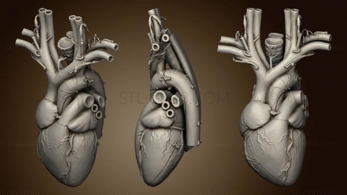 3D модель Анатомическое Сердце (STL)