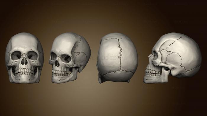 Анатомия скелеты и черепа Череп 01
