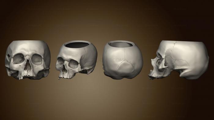 Анатомия скелеты и черепа Коробка для черепа