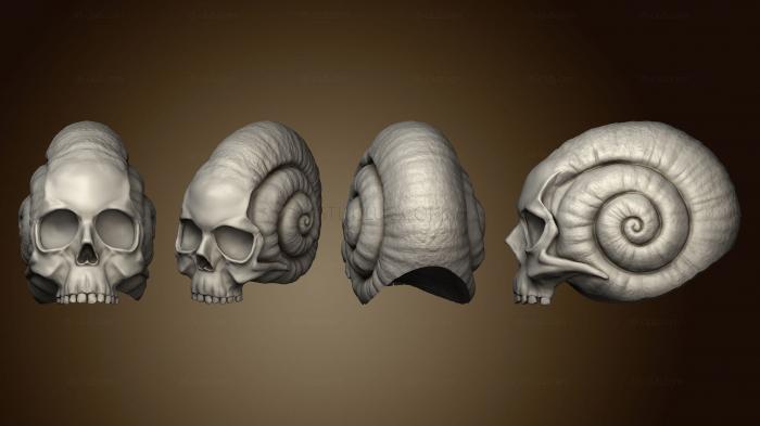 Анатомия скелеты и черепа Череп, тело улитки 001