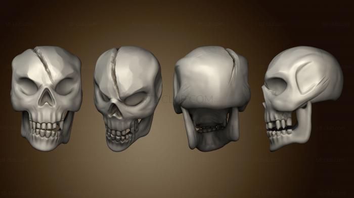 Анатомия скелеты и черепа Челюсть черепа 4