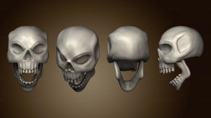 Анатомия скелеты и черепа Челюсть черепа 5