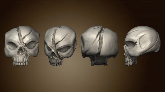 Анатомия скелеты и черепа Черепа Череп 4