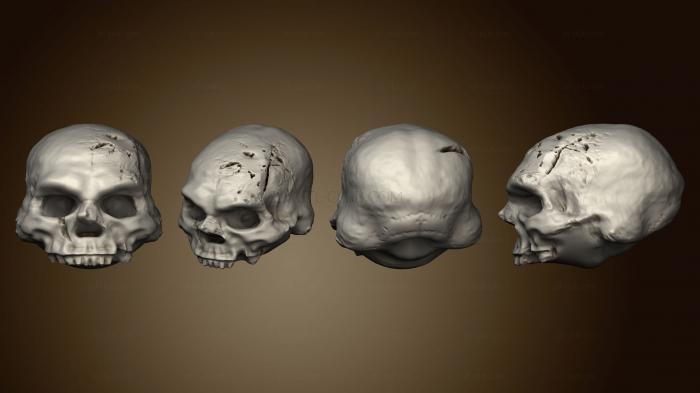 Анатомия скелеты и черепа Растягивающие голы Skulls Vol. 2 карликовый череп B