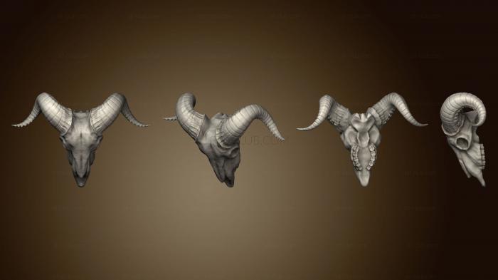 Анатомия скелеты и черепа Черепа Стрейч Голов, Том 2, козий череп