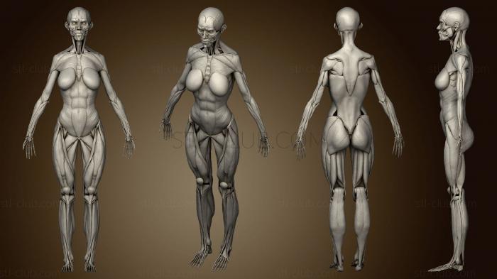 Анатомия скелеты и черепа Женщина