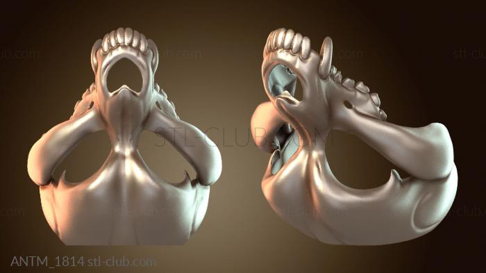 Анатомия скелеты и черепа Фурсьют Собачий Череп Публичный