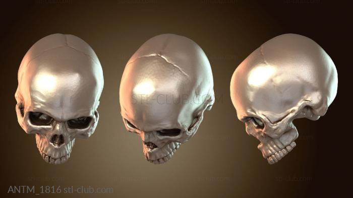 Анатомия скелеты и черепа Череп атаки куба гоблина