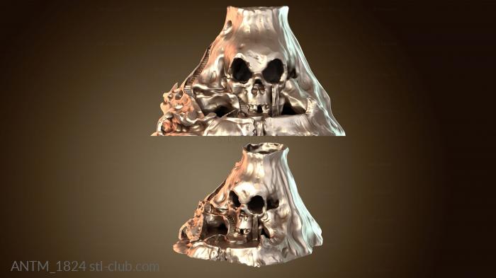 Анатомия скелеты и черепа Череп вулкана Мо Террейн