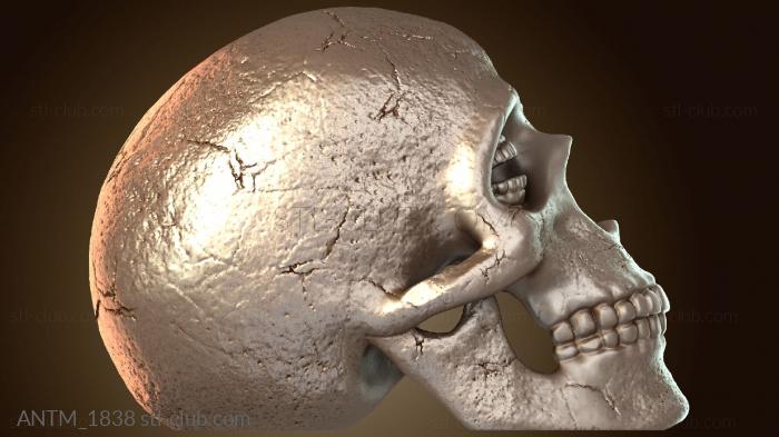 Анатомия скелеты и черепа Коринфский череп Песочного человека